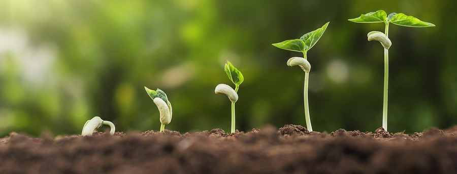 Concept Agriculture Planting Seeding Growing Step In Garden With Sunshine